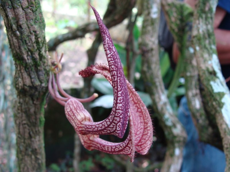 Aristolochia schippii, photographed by Alexis López Hernández