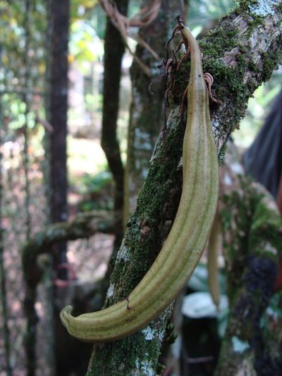 Aristolochia schippii, photographed by Alexis López Hernández