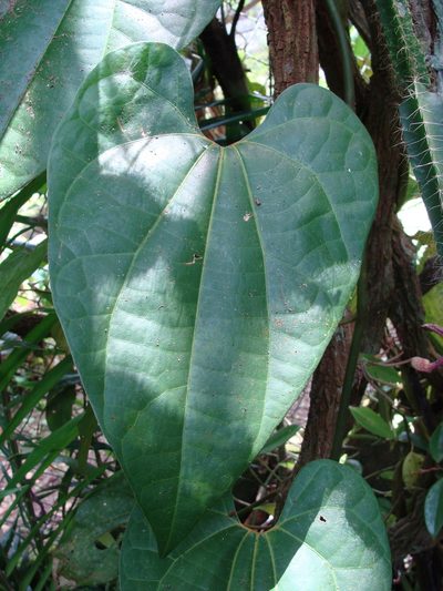 Aristolochia schippii, photographed by Alexis López Hernández