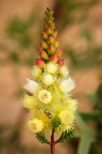 Verticordia luteola, photographed by Cal Wood