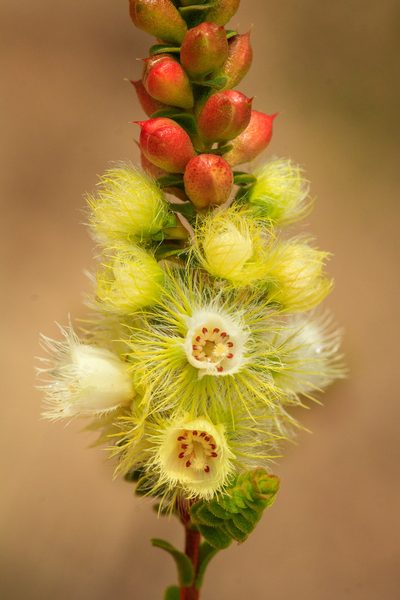 Verticordia luteola, photographed by Cal Wood