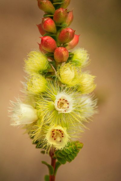 Verticordia luteola, photographed by Cal Wood
