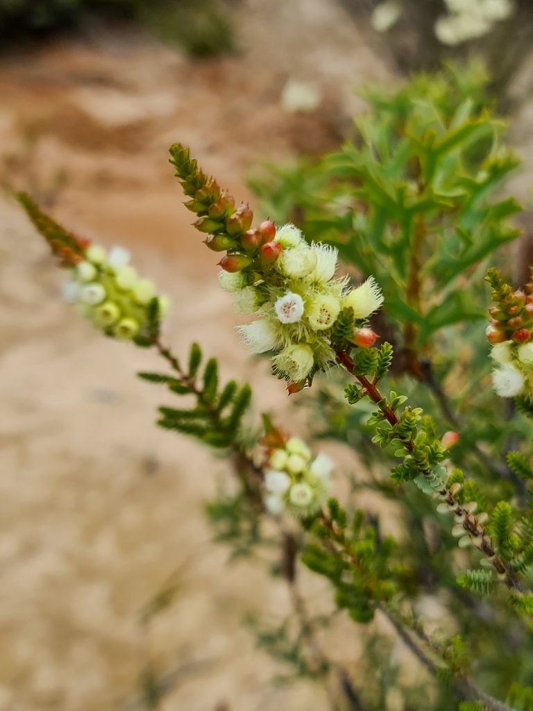 Verticordia luteola, photographed by Cal Wood