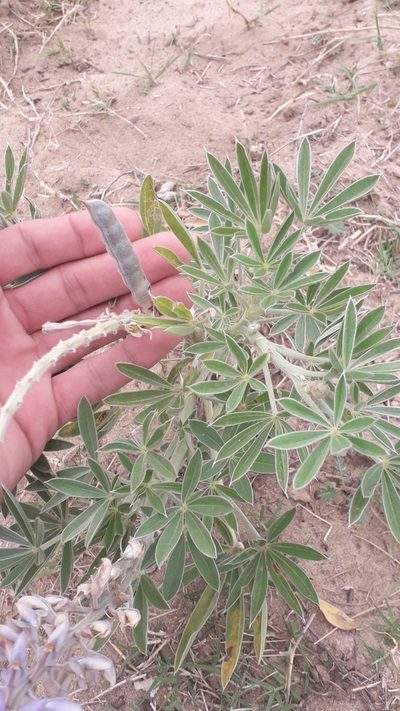 Lupinus albescens, photographed by Eduardo Luis Beltrocco
