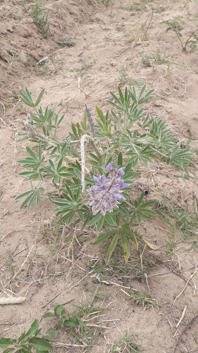 Lupinus albescens, photographed by Eduardo Luis Beltrocco