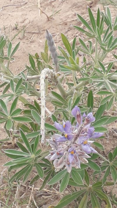 Lupinus albescens, photographed by Eduardo Luis Beltrocco