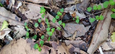 Nertera dichondrifolia, photographed by Joe Dillon