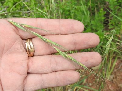 Elymus arizonicus, photographed by Sam Kieschnick