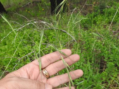 Elymus arizonicus, photographed by Sam Kieschnick