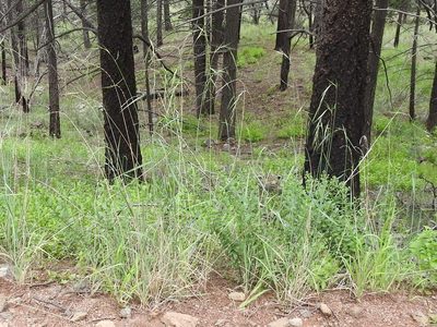 Elymus arizonicus, photographed by Sam Kieschnick