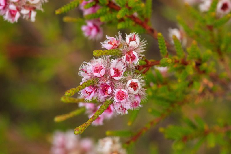 Verticordia centipeda, photographed by Cal Wood