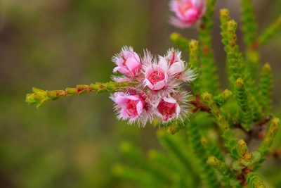 Verticordia centipeda, photographed by Cal Wood