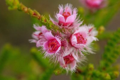 Verticordia centipeda, photographed by Cal Wood