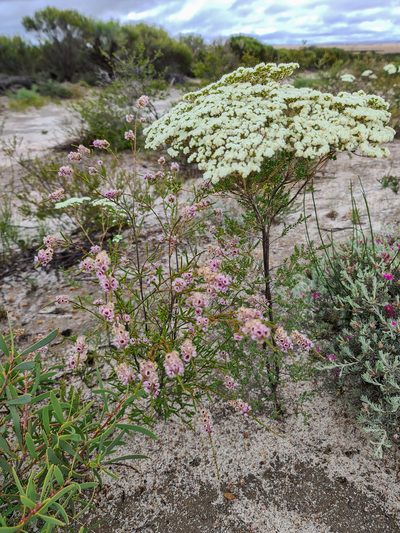 Verticordia centipeda, photographed by Cal Wood