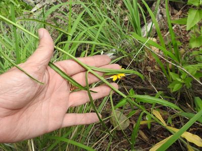 Pennellia longifolia, photographed by Sam Kieschnick