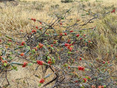Verticordia grandis, photographed by Cal Wood