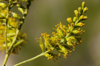 Parryella filifolia, photographed by Cecelia Alexander