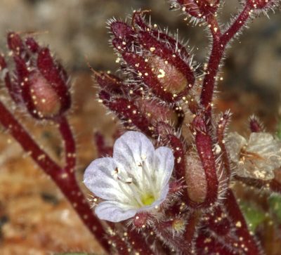 Phacelia eisenii, photographed by Steve Matson