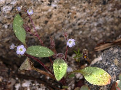 Phacelia eisenii, photographed by Steve Matson