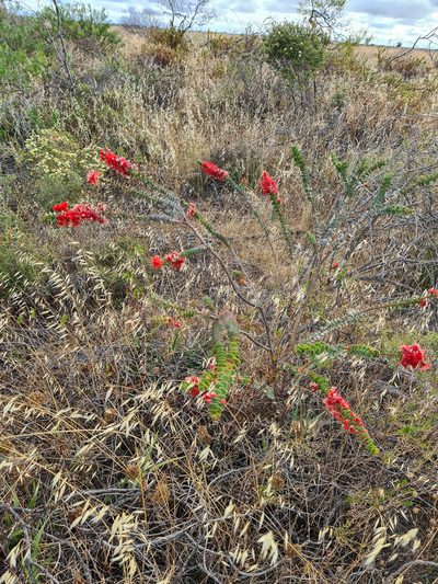 Verticordia grandis, photographed by Cal Wood
