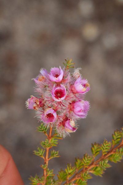 Verticordia pennigera, photographed by Cal Wood
