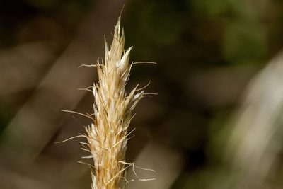 Koeleria spicata, photographed by Cecelia Alexander