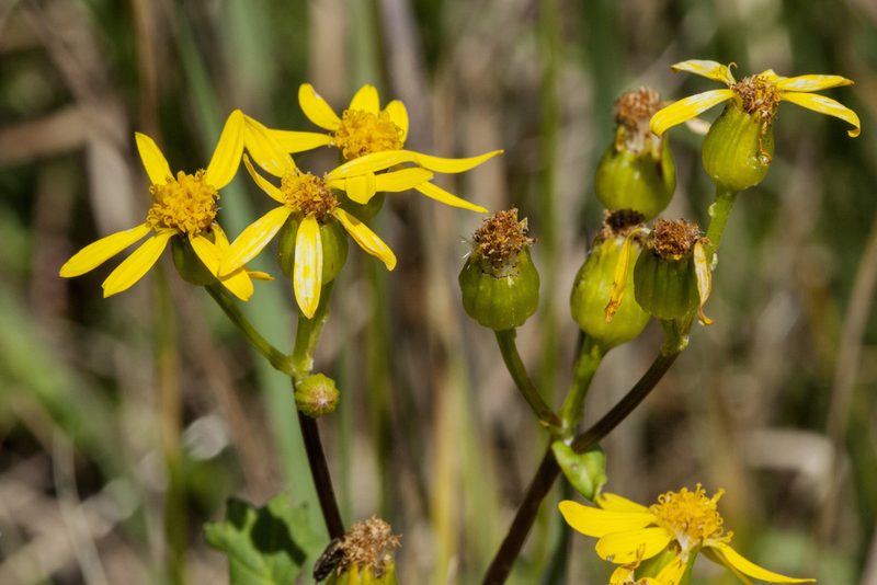 Packera sanguisorboides, photographed by Cecelia Alexander