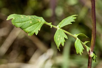 Packera sanguisorboides, photographed by Cecelia Alexander