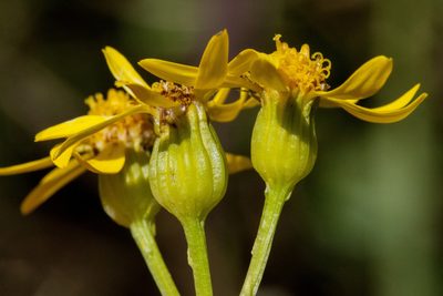 Packera sanguisorboides, photographed by Cecelia Alexander