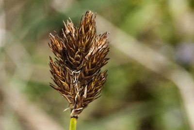 Carex ebenea, photographed by Cecelia Alexander