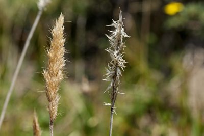 Koeleria spicata, photographed by Cecelia Alexander