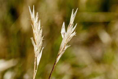 Danthonia intermedia, photographed by Cecelia Alexander