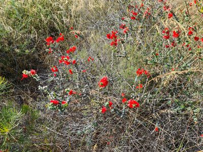 Verticordia grandis, photographed by Cal Wood