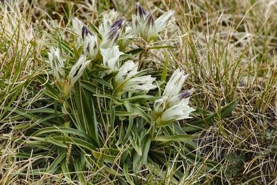 Gentiana algida, photographed by Cecelia Alexander