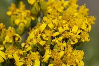 Senecio atratus, photographed by Cecelia Alexander
