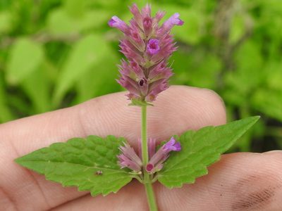Agastache breviflora, photographed by Sam Kieschnick
