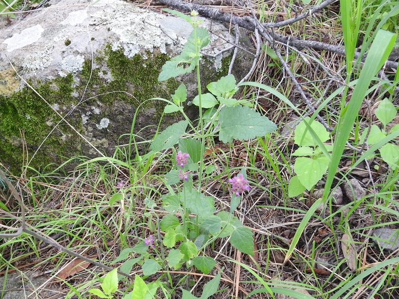 Agastache breviflora, photographed by Sam Kieschnick