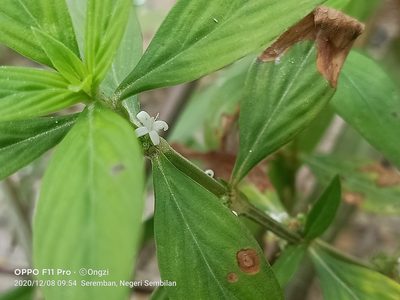 Spermacoce ocymifolia, photographed by Ong Jyh Seng