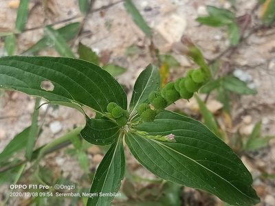 Spigelia anthelmia, photographed by Ong Jyh Seng