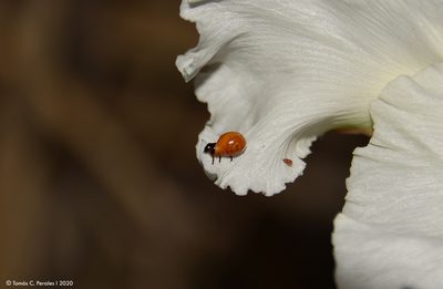 Mandevilla petraea, photographed by Tomás Carranza Perales