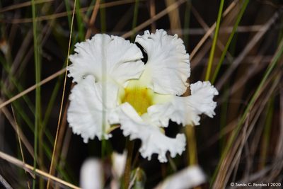 Mandevilla petraea, photographed by Tomás Carranza Perales