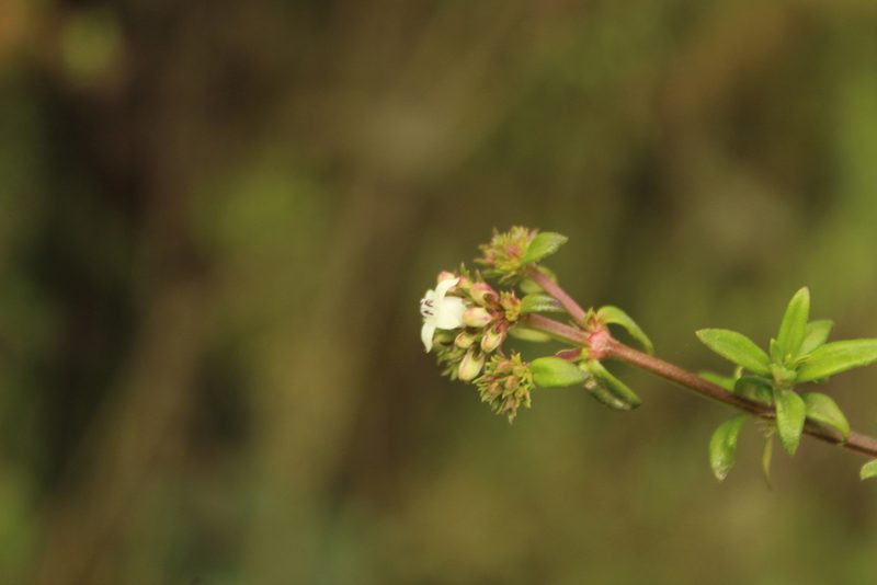 Galianthe bogotensis, photographed by Andrés Ramírez-Barrera