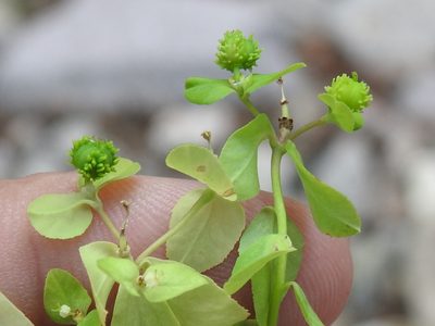 Euphorbia alta, photographed by Sam Kieschnick