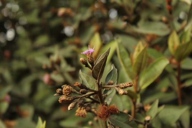 Lepidaploa karstenii, photographed by Andrés Ramírez-Barrera