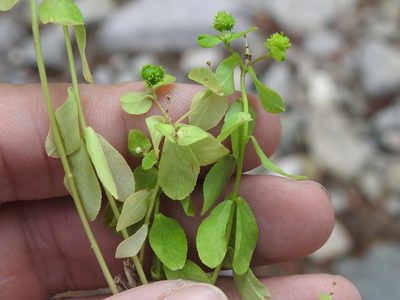 Euphorbia alta, photographed by Sam Kieschnick