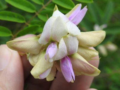 Tephrosia thurberi, photographed by Sam Kieschnick