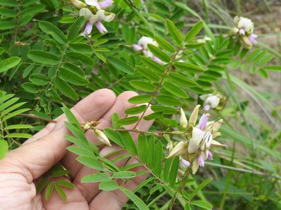 Tephrosia thurberi, photographed by Sam Kieschnick