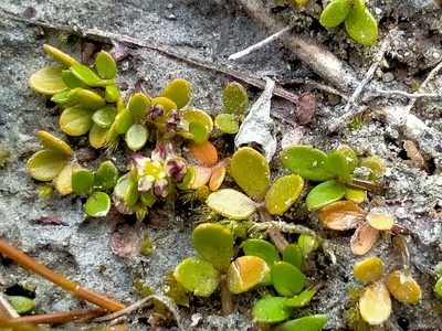 Azorella nitens, photographed by John Barkla