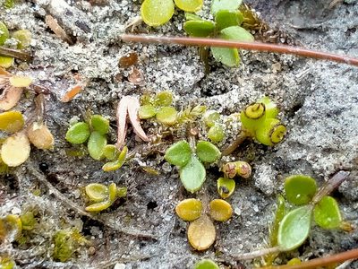 Azorella nitens, photographed by John Barkla