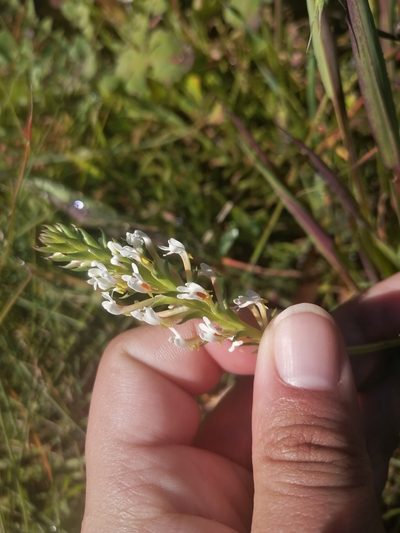 Hebenstretia repens, photographed by sharndreheuvel